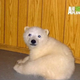 Illustration for article titled Orphaned Baby Polar Bear Talks To His Zookeeper